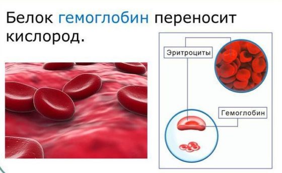 гемоглобин